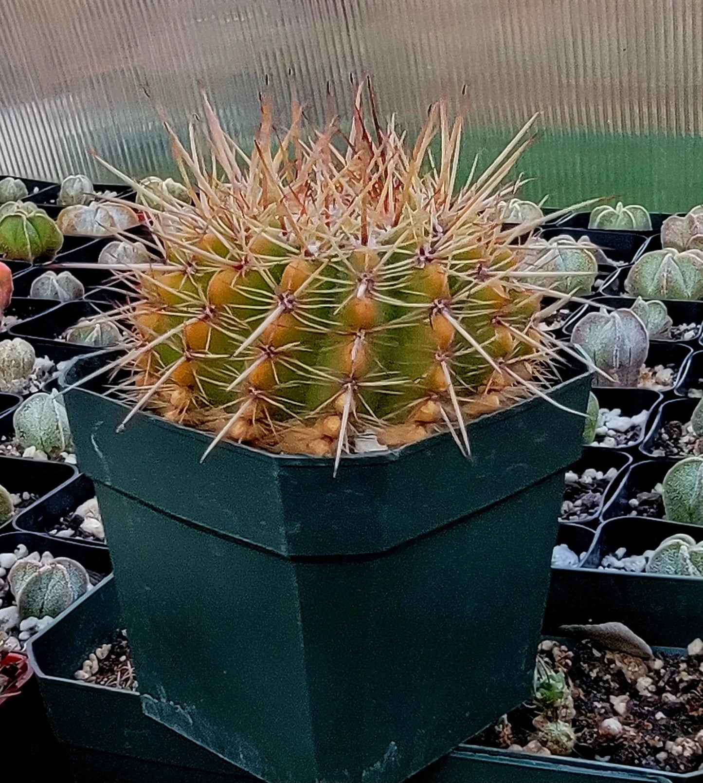 Notocactus roseoluteus | Notocactus herteri f. roseoluteus