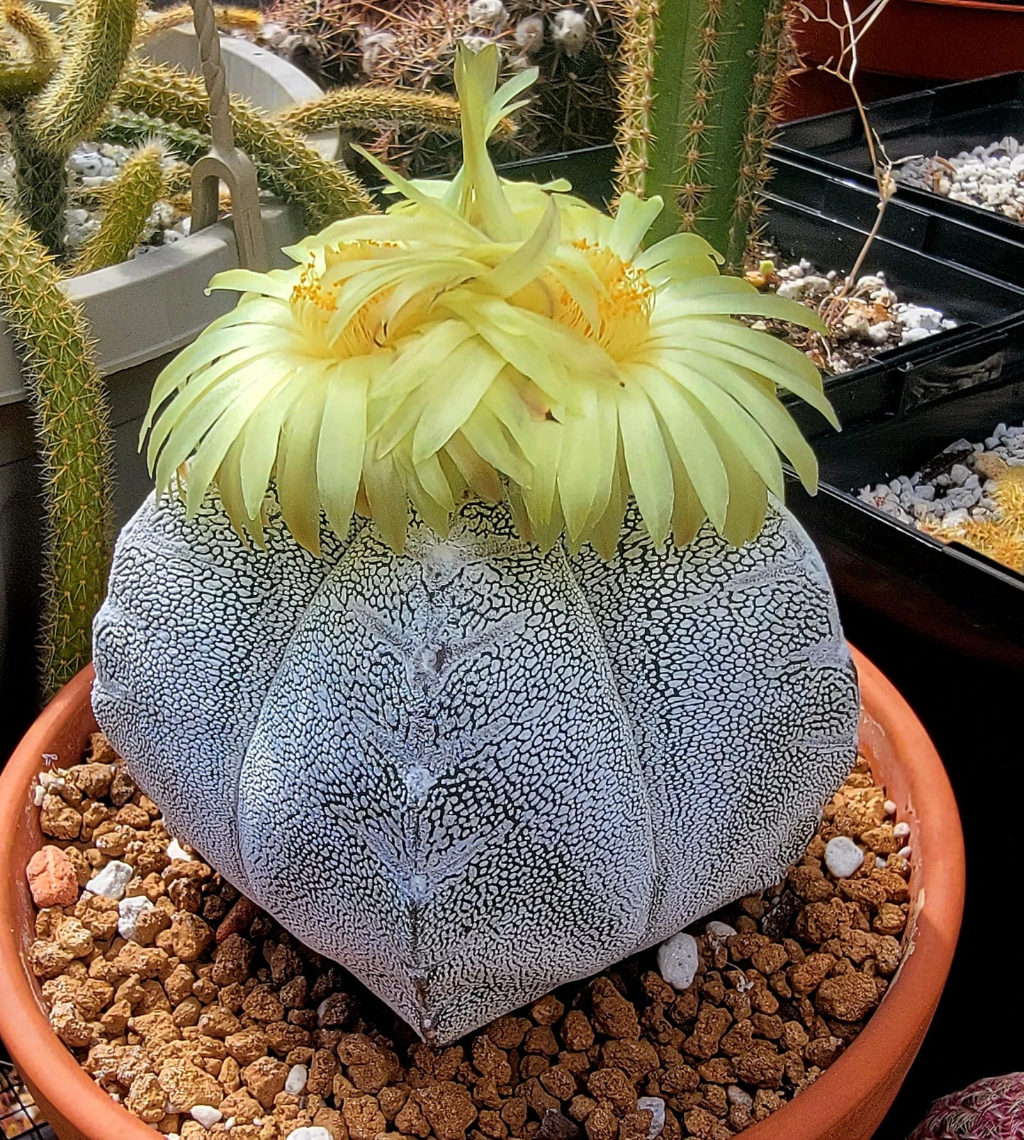 Astrophytum myriostigma cv.Onzuka - seeds