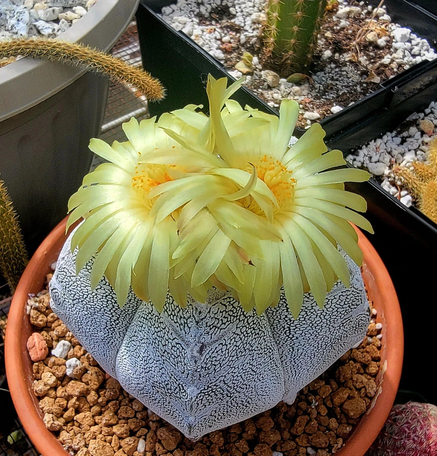 Astrophytum myriostigma cv.Onzuka - seeds