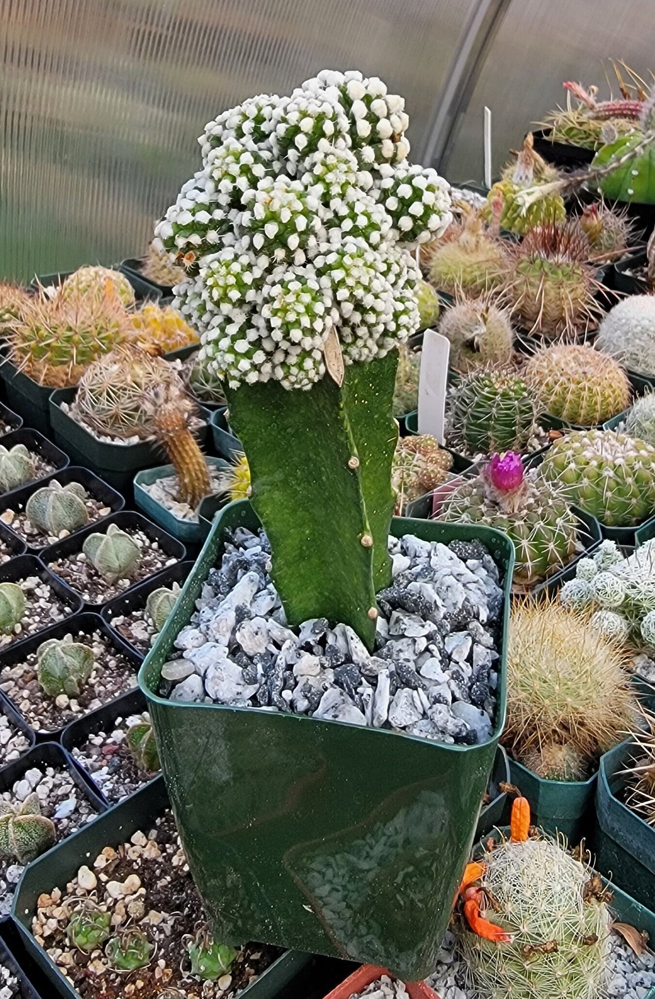 Mammillaria gracilis cv. oruga grafted