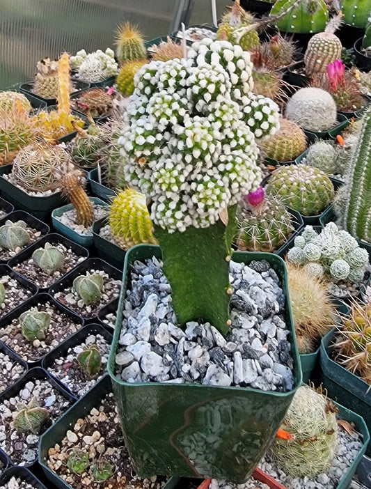 Mammillaria gracilis cv. oruga grafted