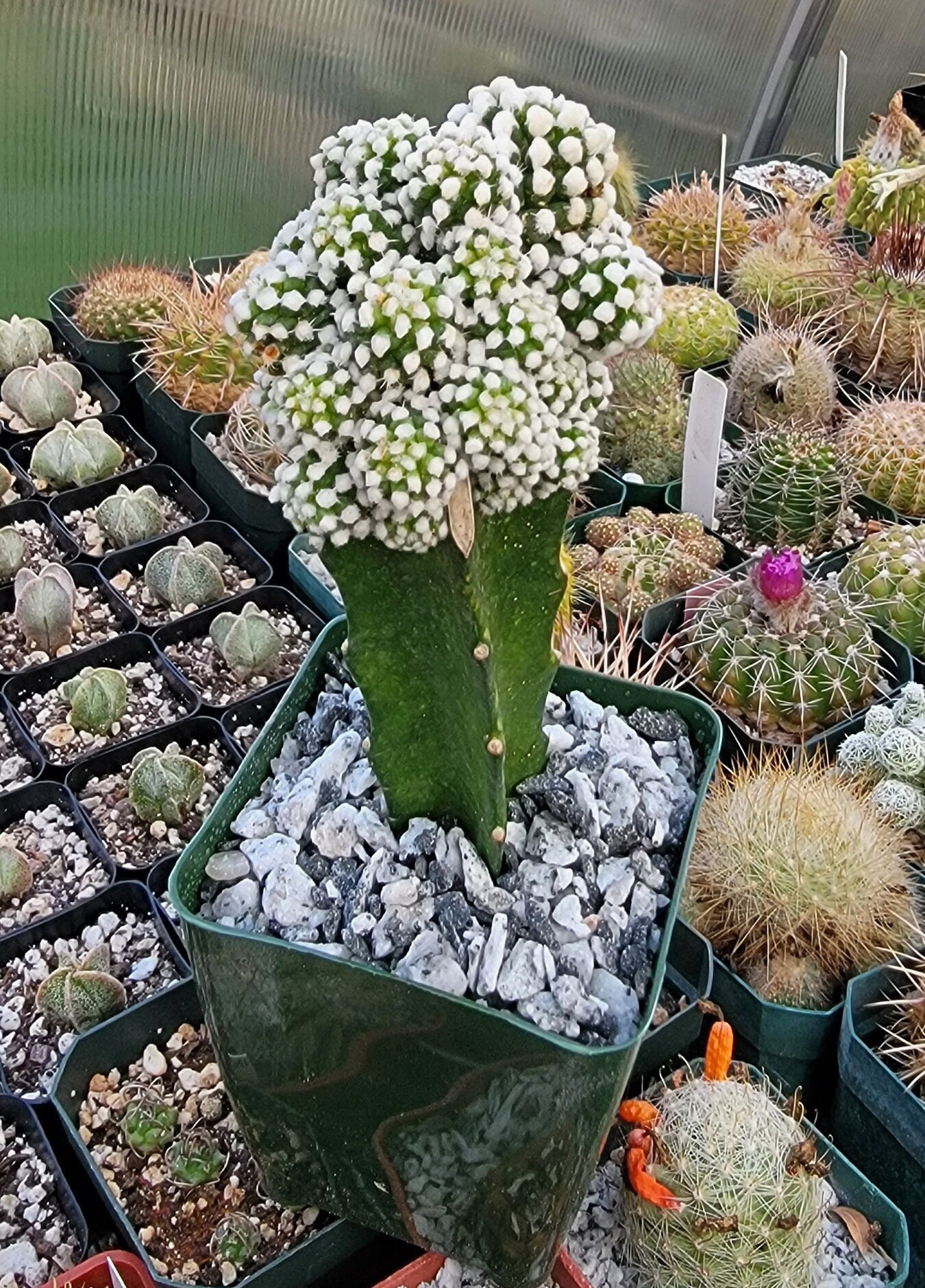 Mammillaria gracilis cv. oruga grafted