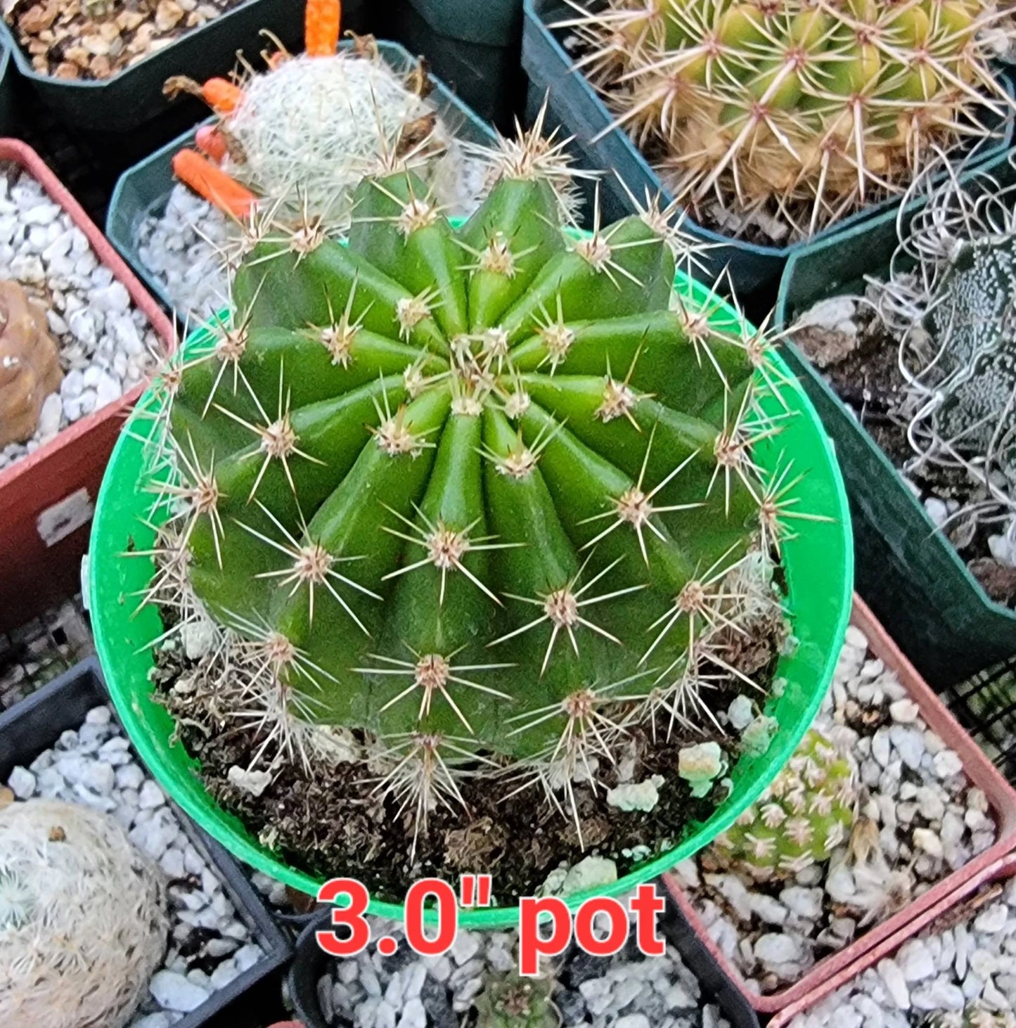 Echinopsis cv Maria Piazza