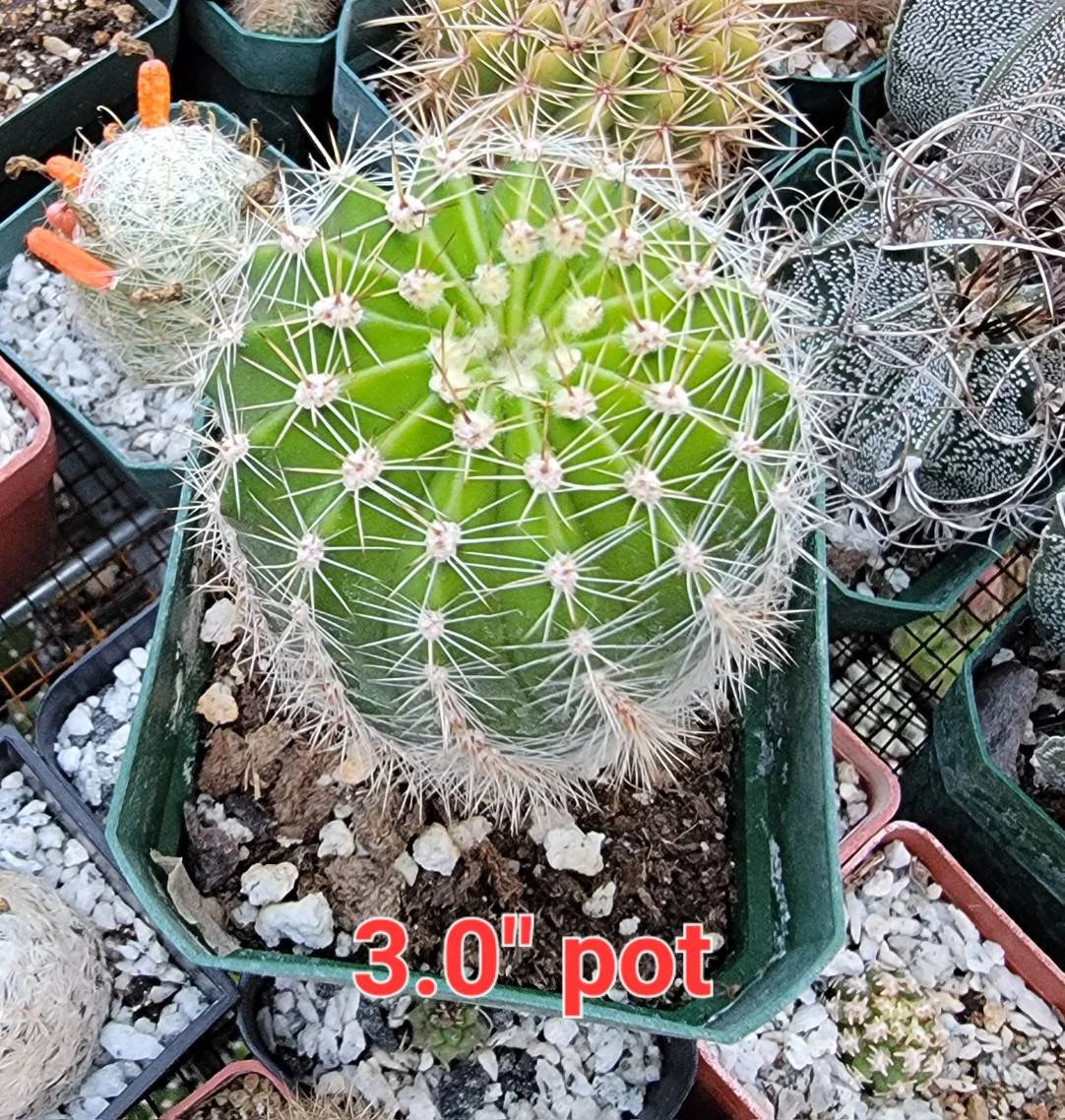 Echinopsis cv Maria Piazza