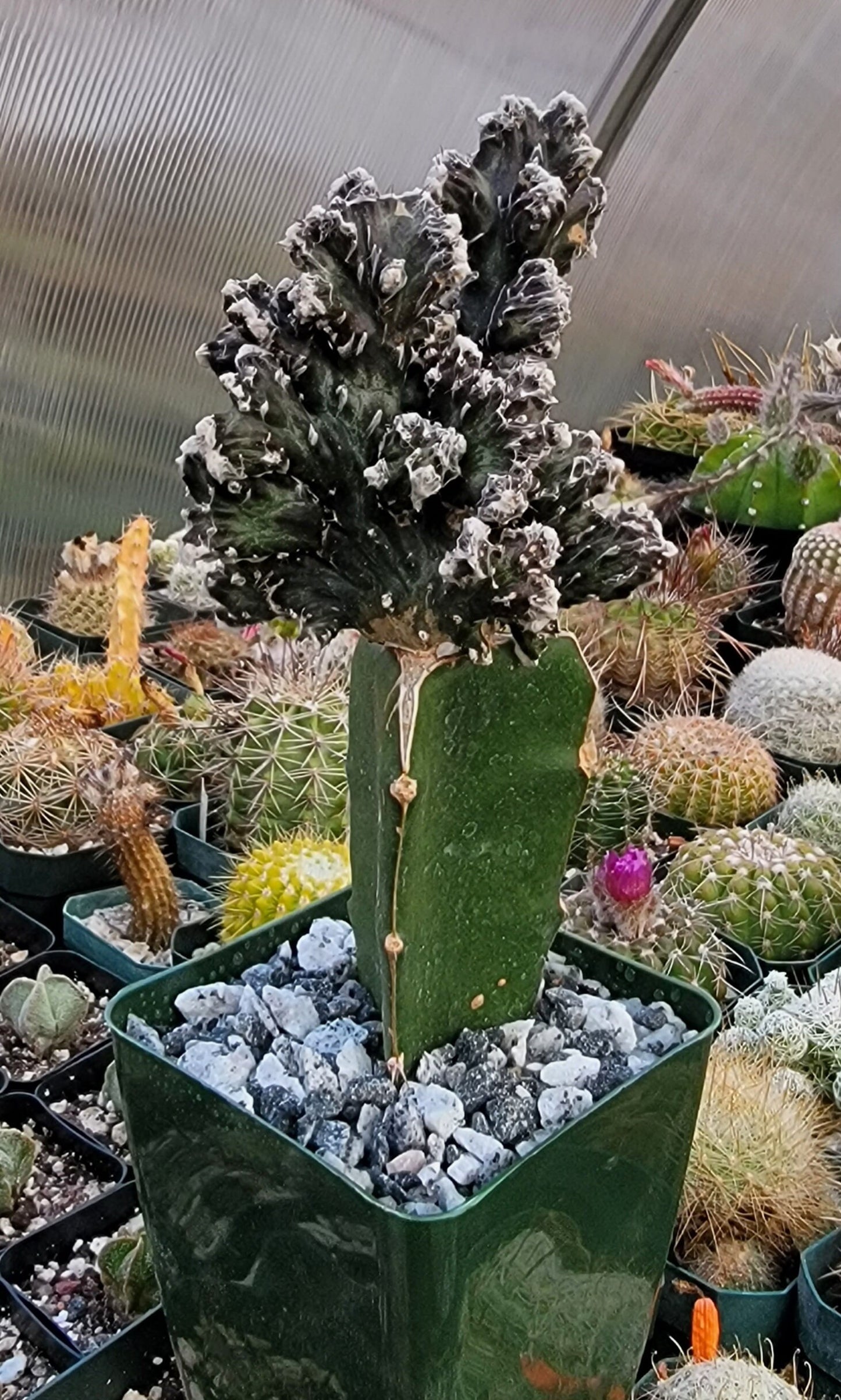 Monvillea spegazzinii grafted