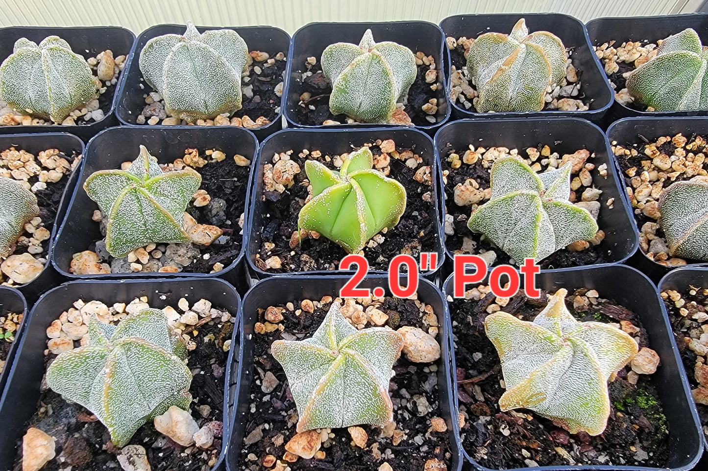 Astrophytum myriostigma