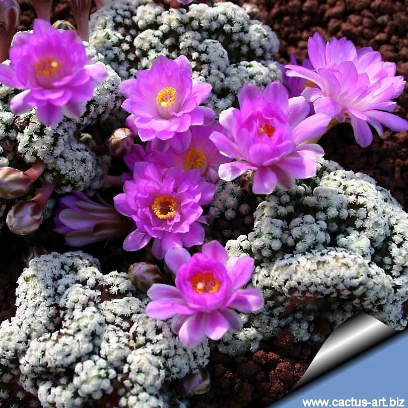 Mammillaria theresae 'Cristata'