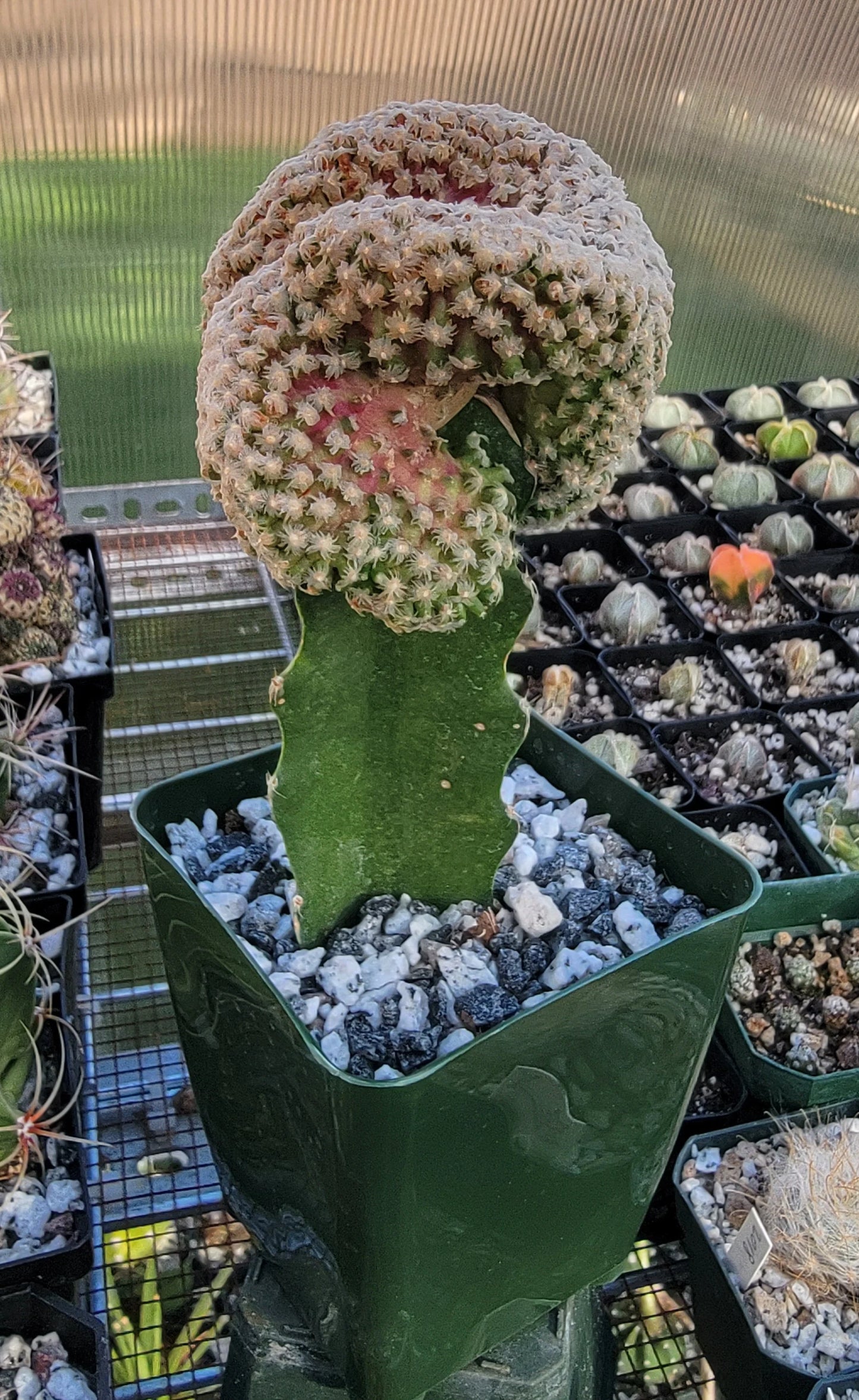 Mammillaria theresae 'Cristata'