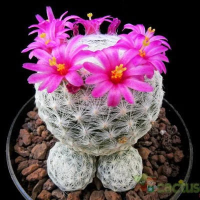 Mammillaria humboldtii grafted