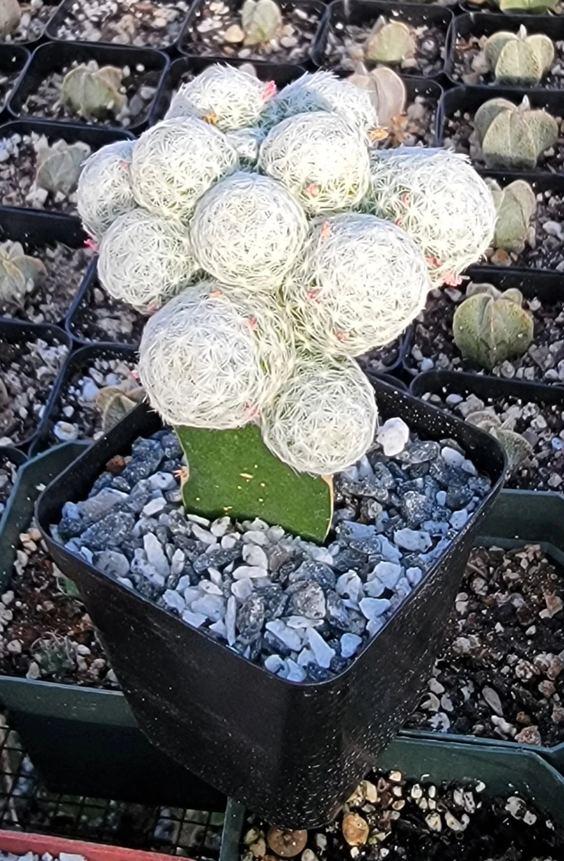 Mammillaria humboldtii grafted