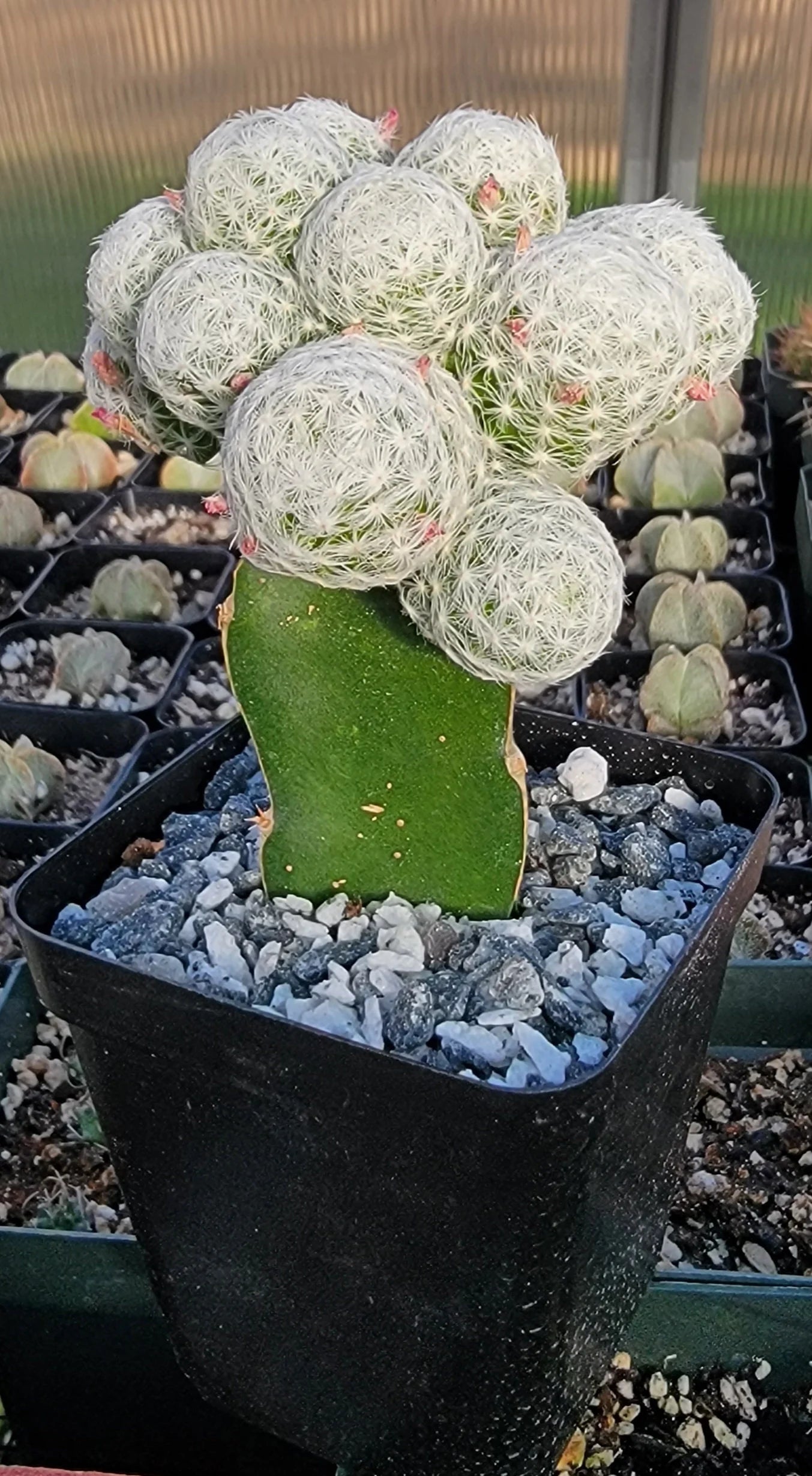 Mammillaria humboldtii grafted