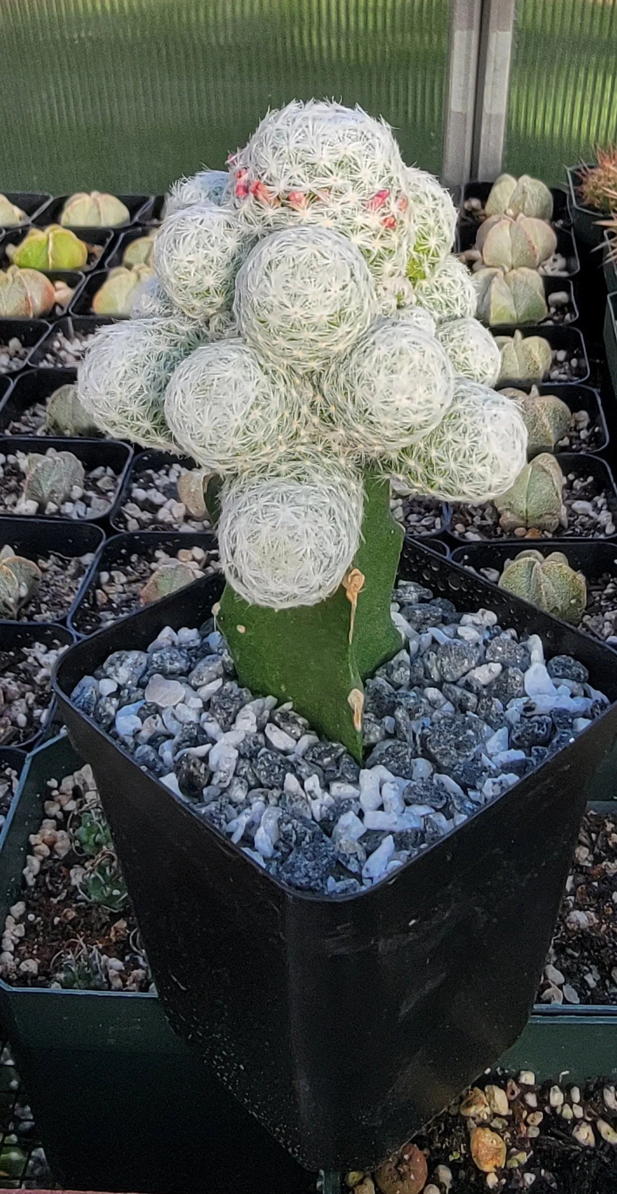 Mammillaria humboldtii grafted