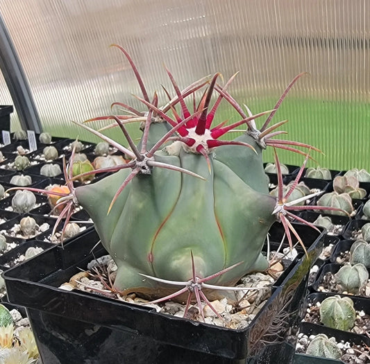 Ferocactus emoryi