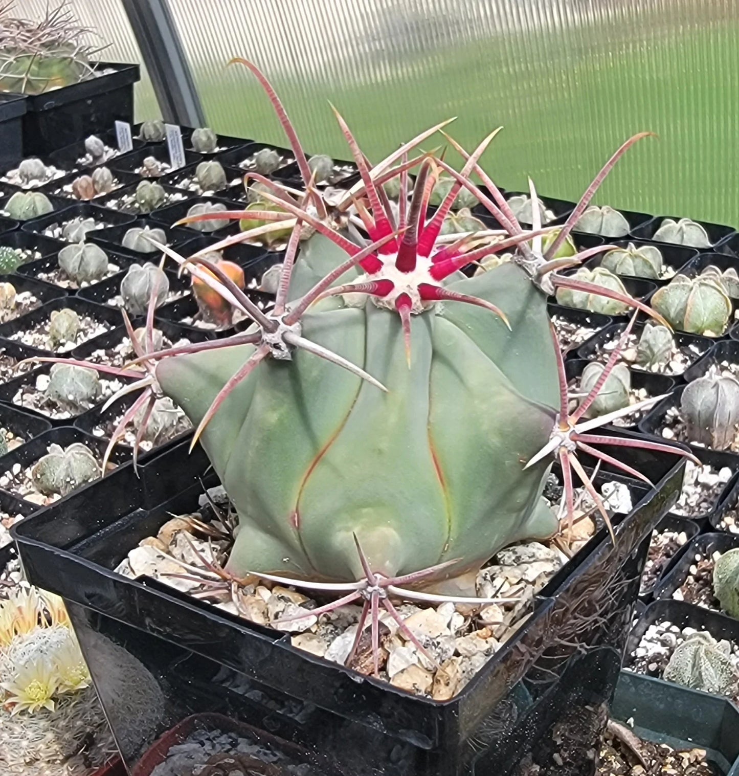 Ferocactus emoryi