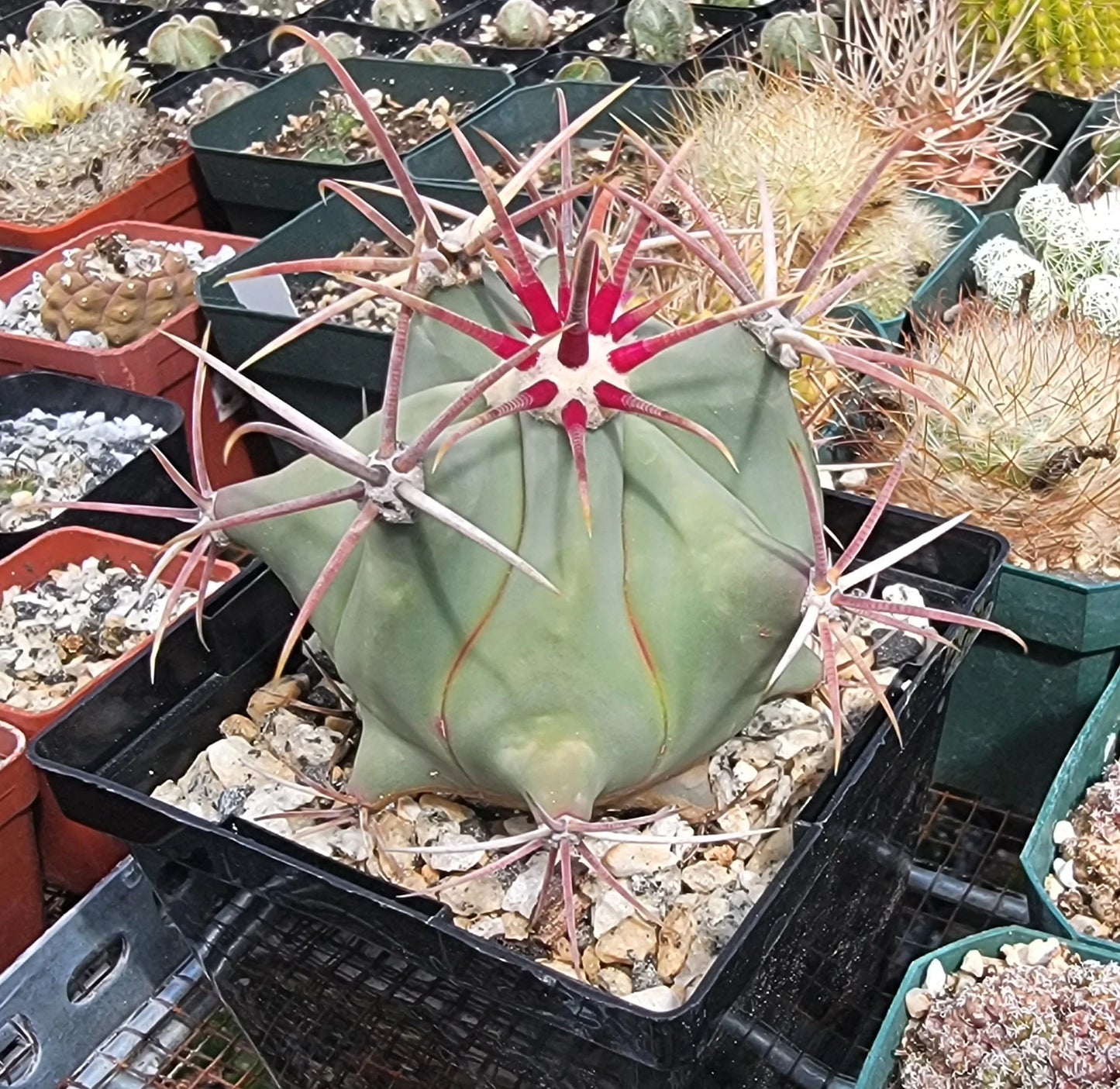 Ferocactus emoryi