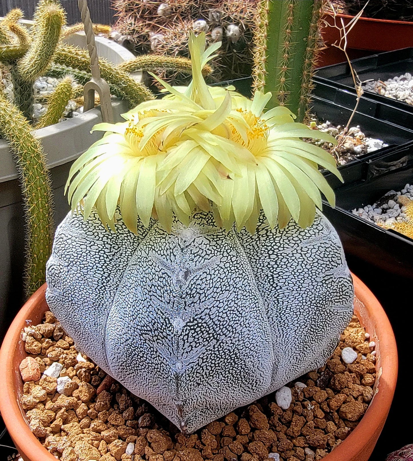 Astrophytum myriostigma cv.Onzuka - seeds