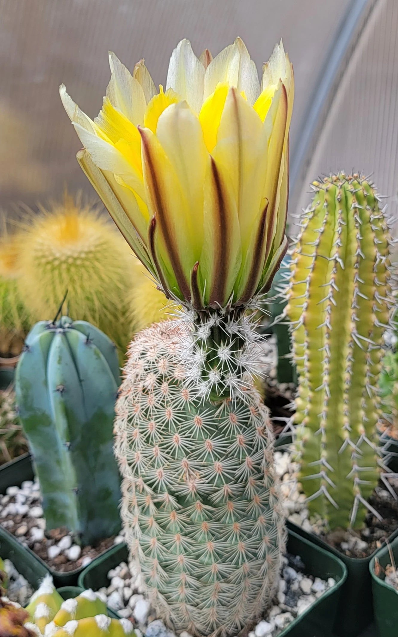 Echinocereus pectinatus| dasyacanthus