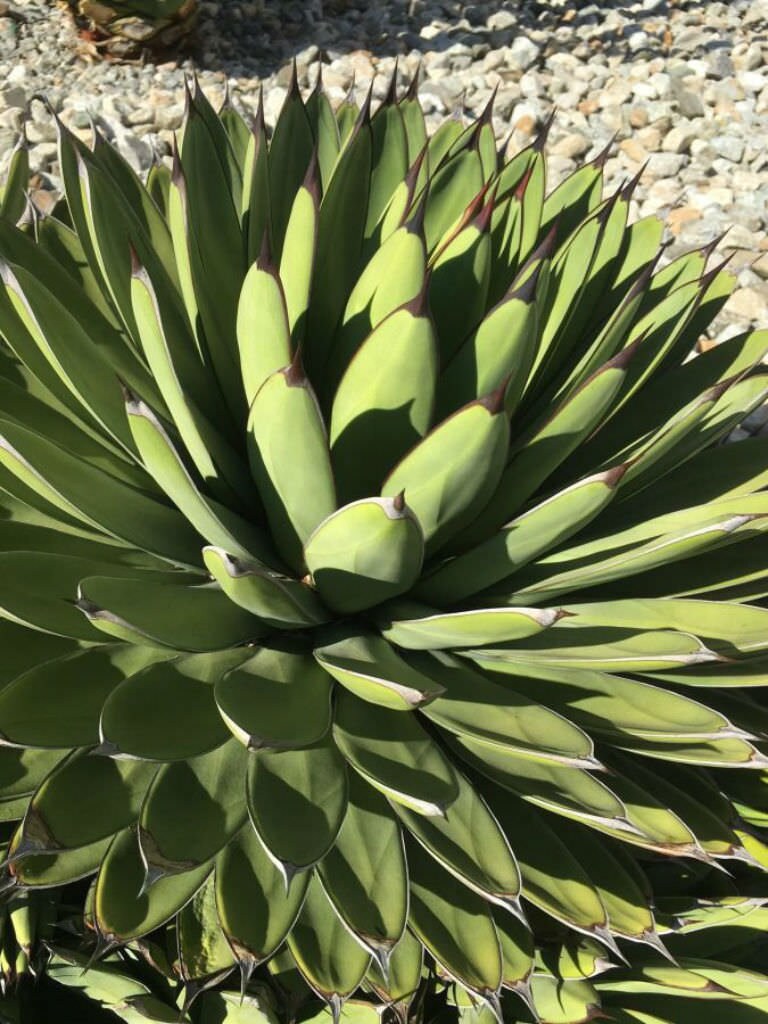 Agave Royal Spine