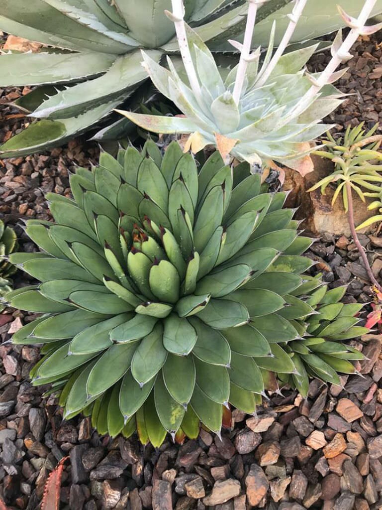 Agave Royal Spine