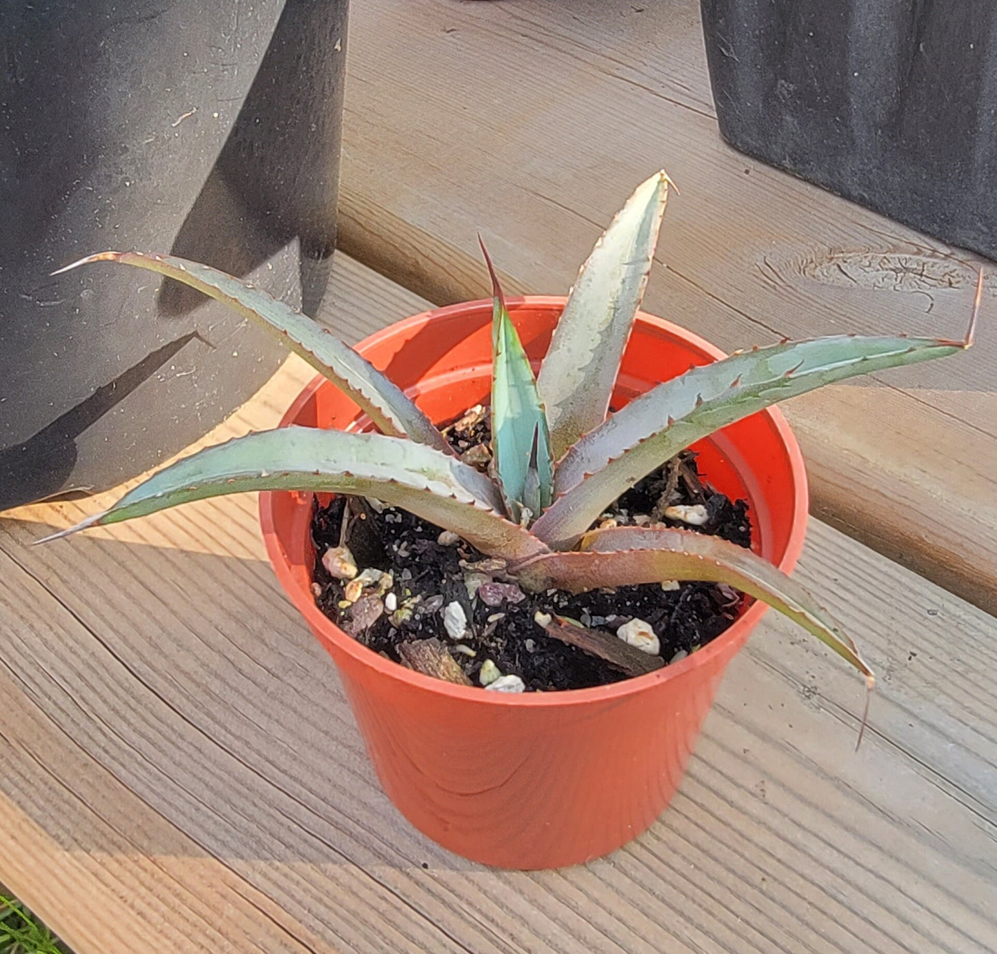 Agave Royal Spine