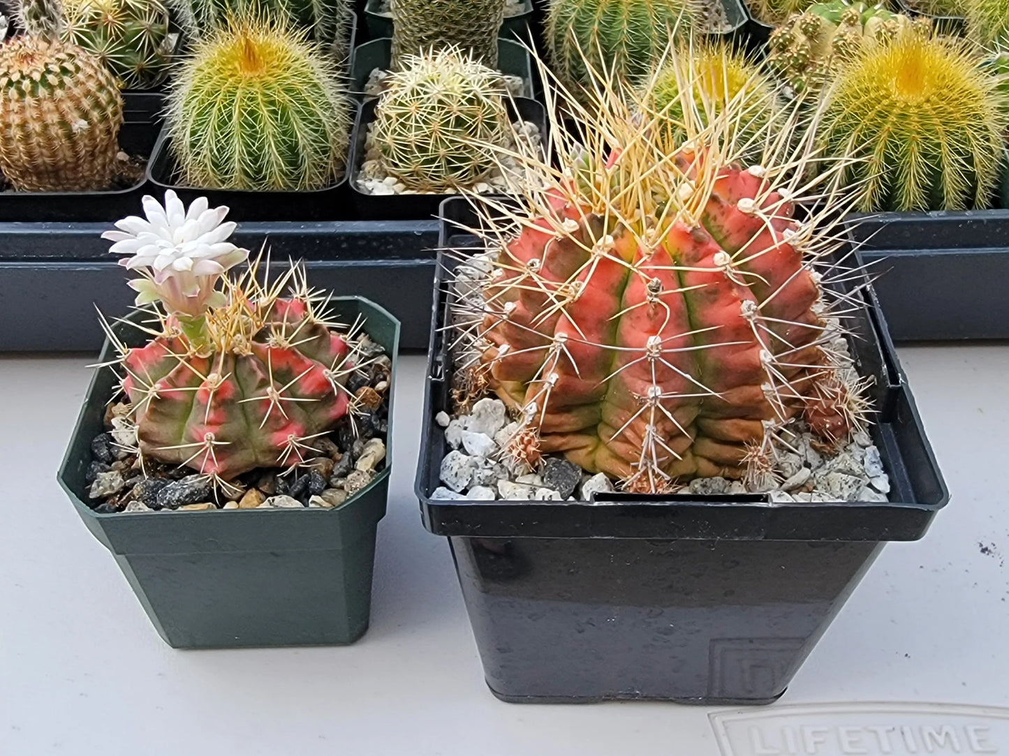 Gymnocalycium Mihanovichii varigata