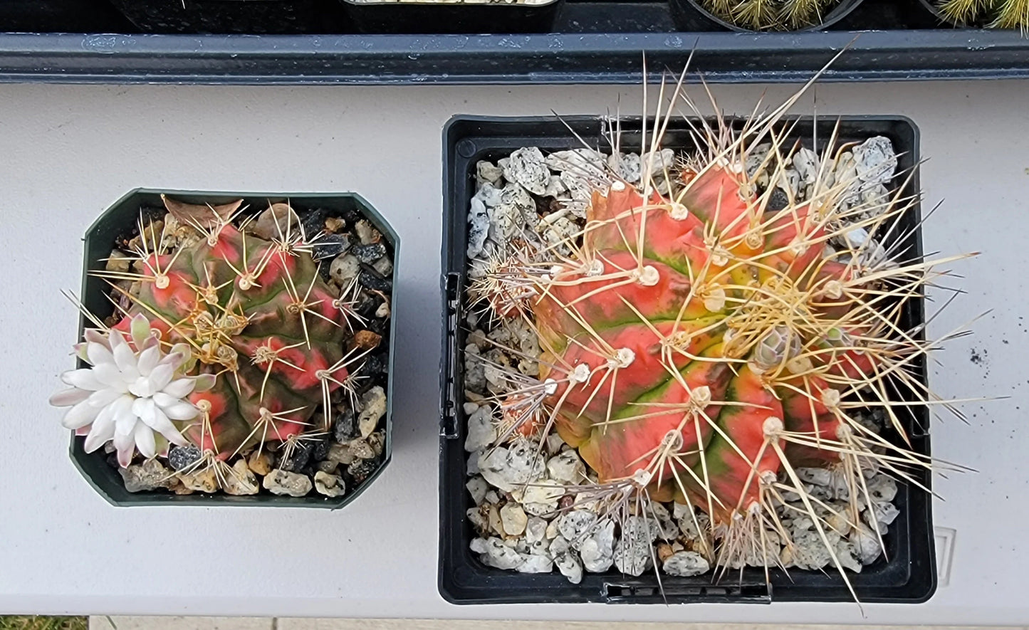 Gymnocalycium Mihanovichii varigata