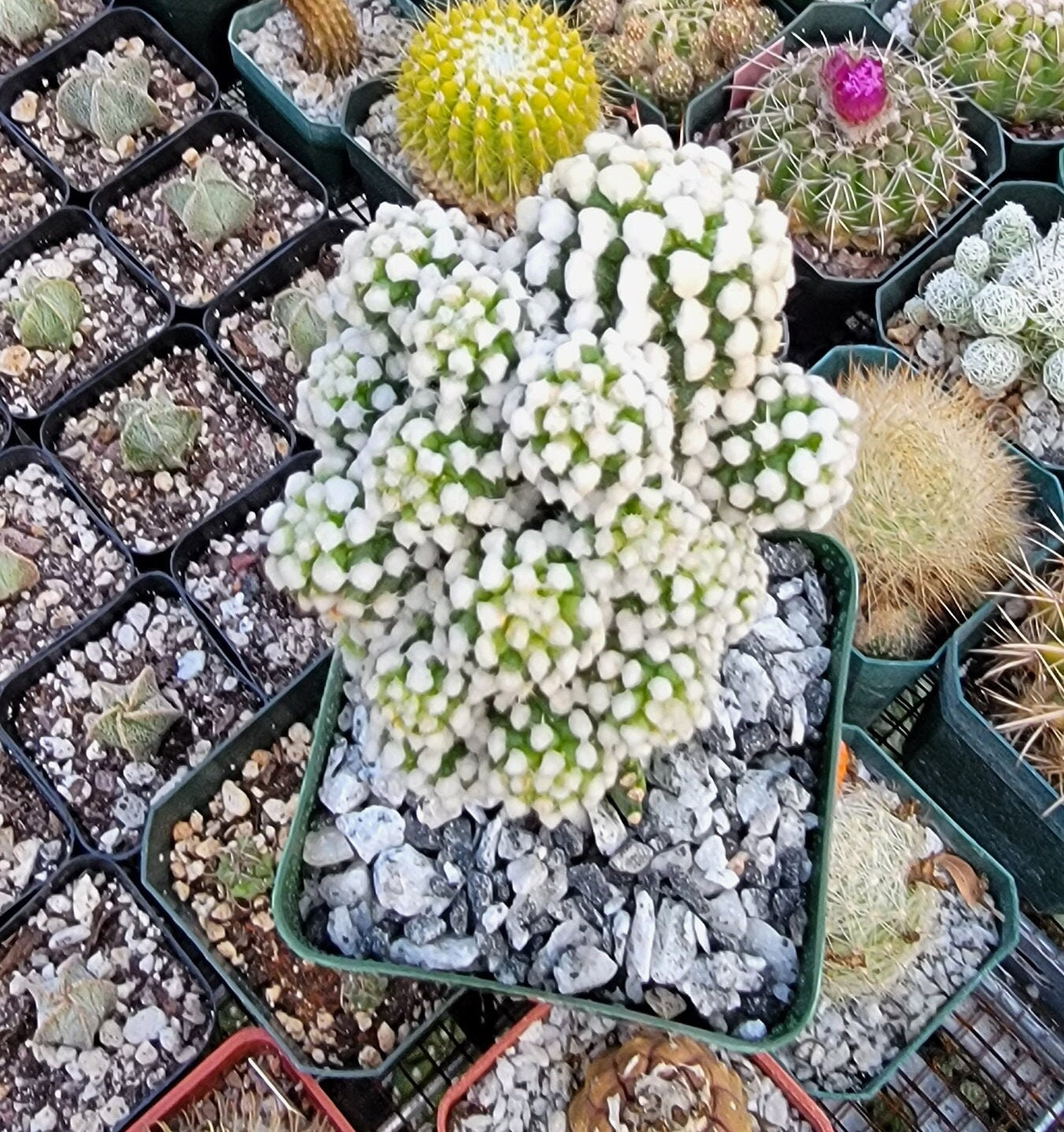 Mammillaria gracilis cv. oruga grafted