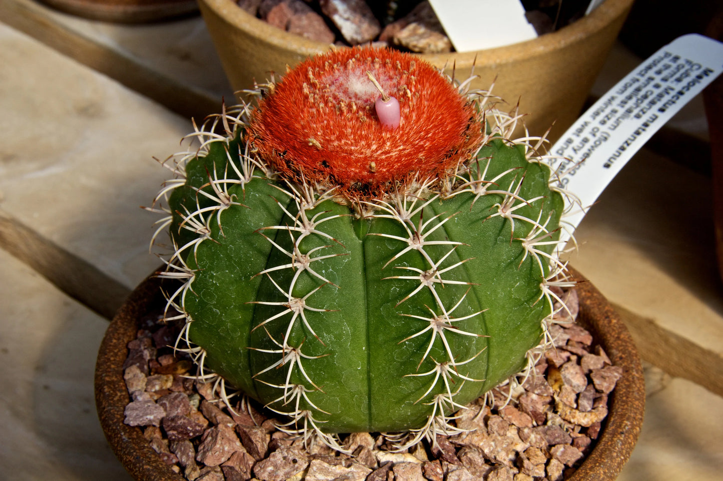 Melocactus matanzanus (10 seeds)