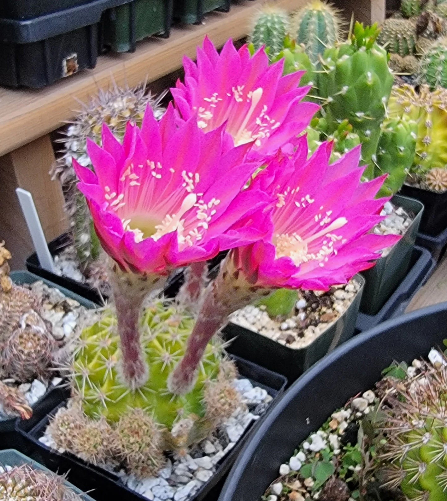 Echinopsis cv Maria Piazza