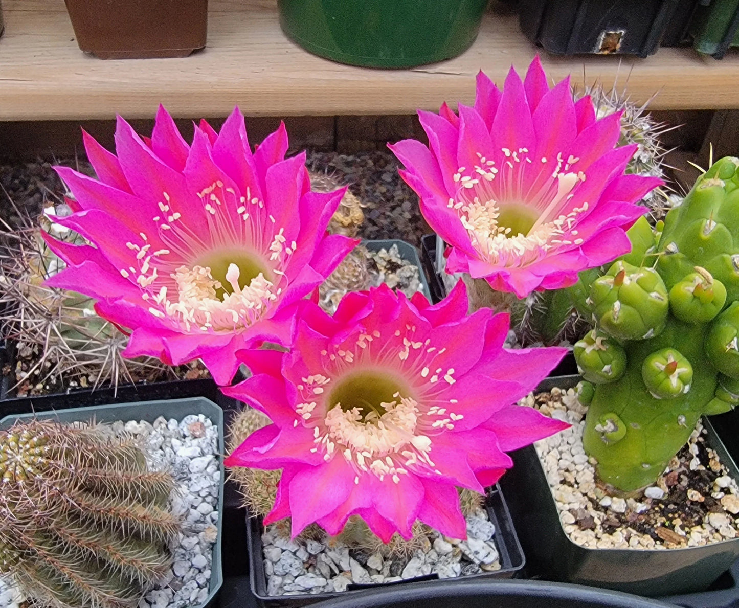 Echinopsis cv Maria Piazza