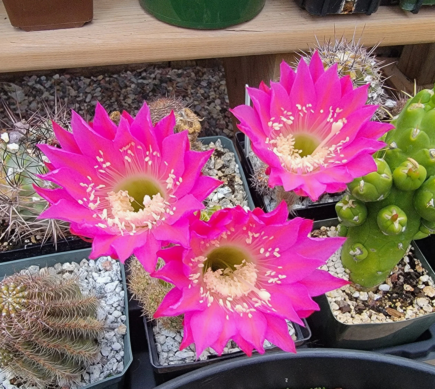 Echinopsis cv Maria Piazza