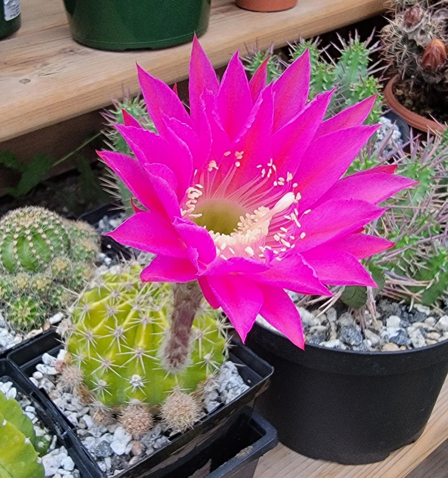 Echinopsis cv Maria Piazza