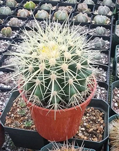 Echinocactus grusonii | Golden barrel cactus