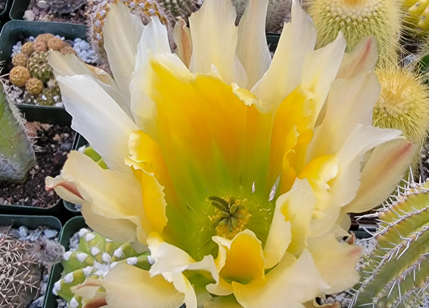 Echinocereus pectinatus| dasyacanthus