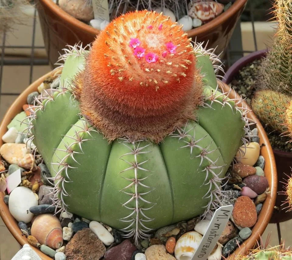 Melocactus matanzanus (10 seeds)