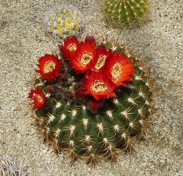 Echinopsis bruchii - seeds