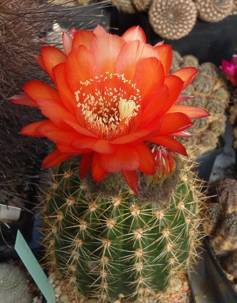 Echinopsis bruchii - seeds