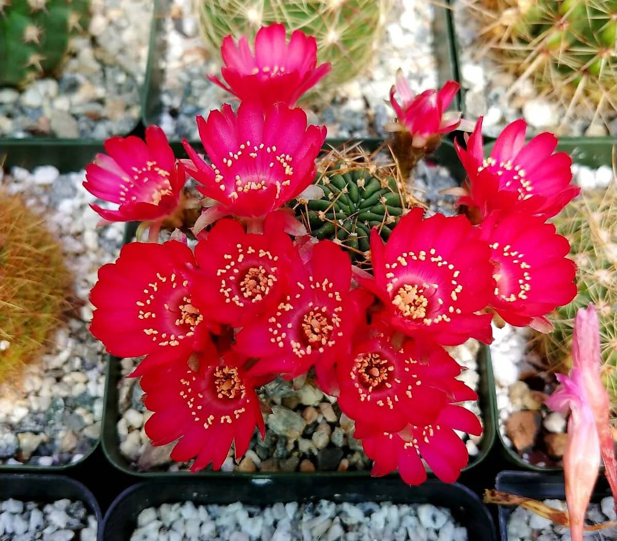 Echinopsis pentlandii var. aculeata - seeds