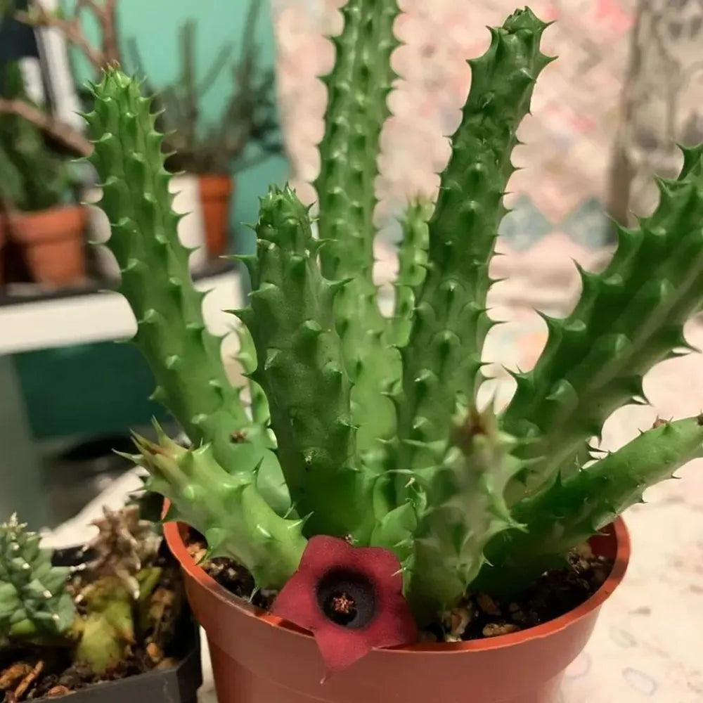 Huernia schneideriana | Red Dragon flower