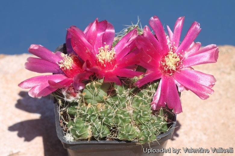 Puna subterranea f. incahuasi (Live plant)