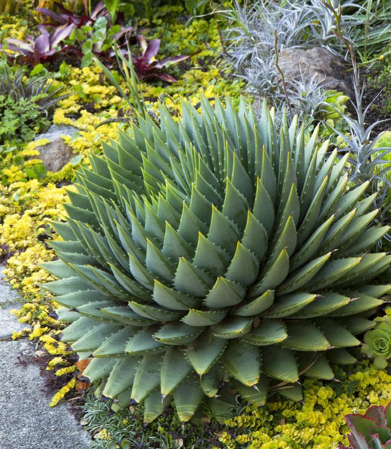 Aloe polyphylla | Spiral  Aloe