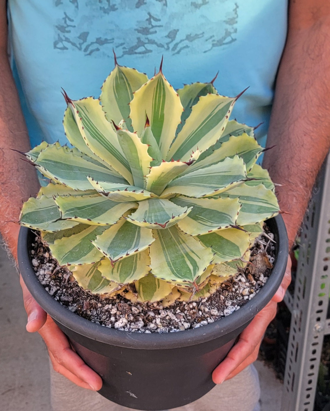 Agave Desert Diamond