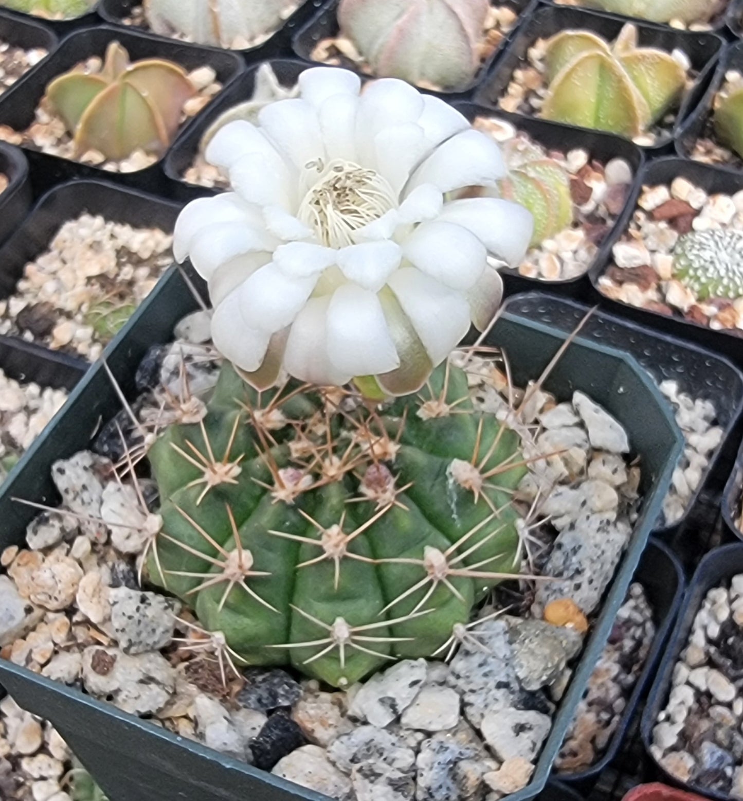 Gymnocalycium damsii (Live Plant)