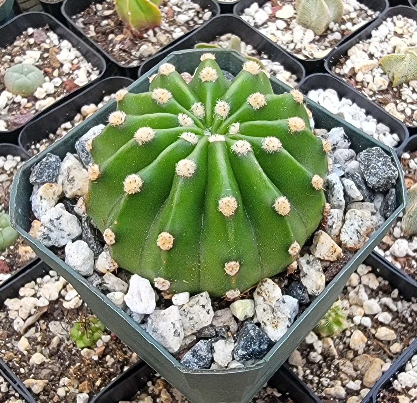 Echinopsis oxygona | Easter Lily Cactus (Live plant)