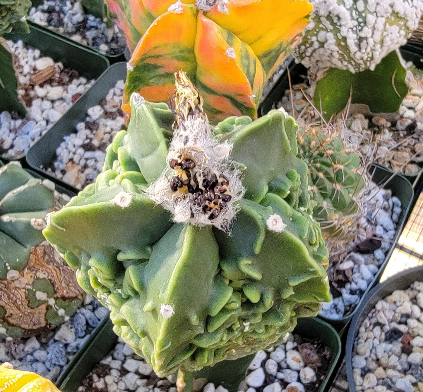 Astrophytum myriostigma cv. Fukuryu nudum (15 seeds)