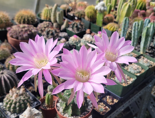 Echinopsis subdenudata | Domino Cactus (seeds)
