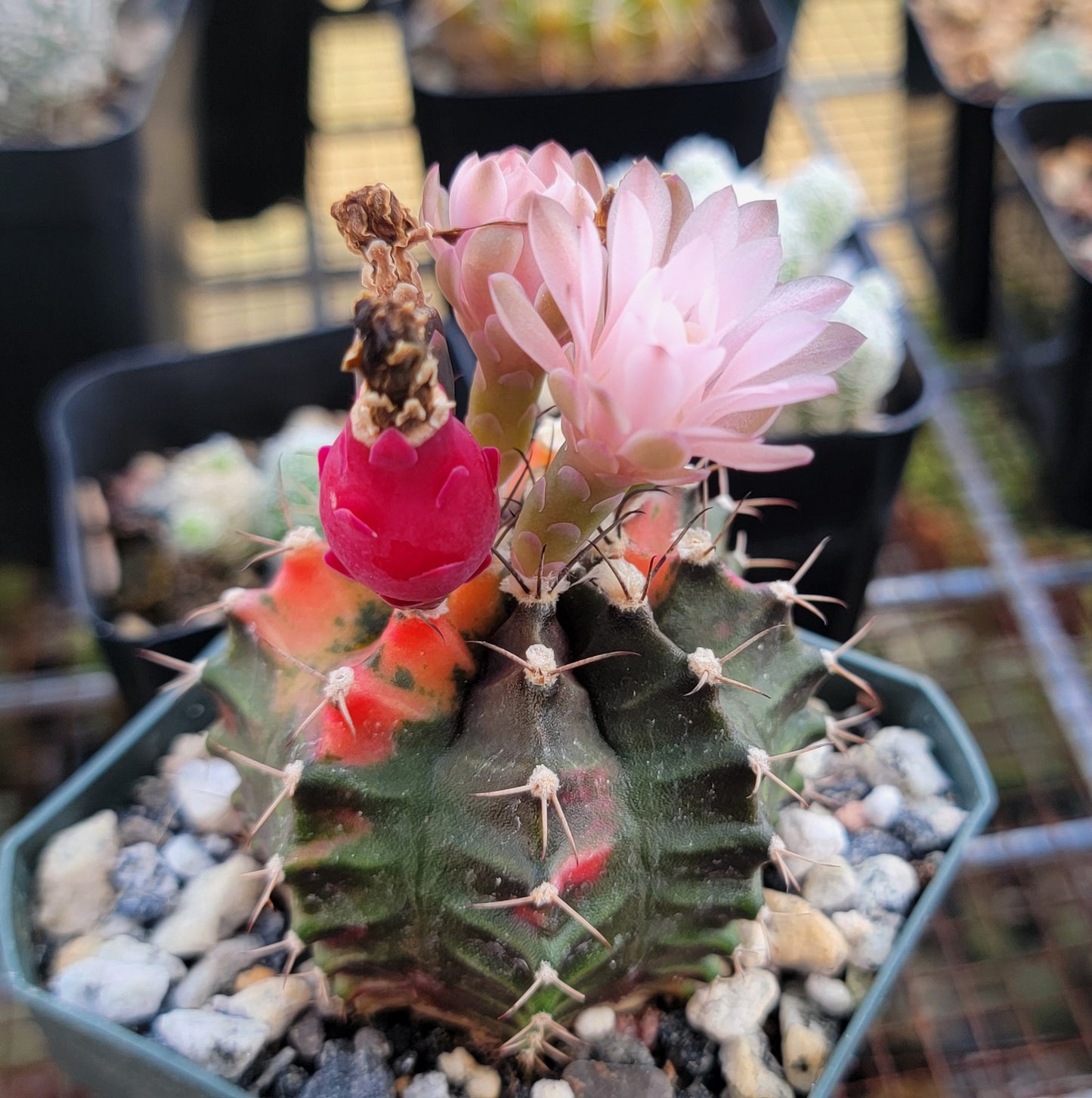 Gymnocalycium mihanovichii variegata (15 seeds)