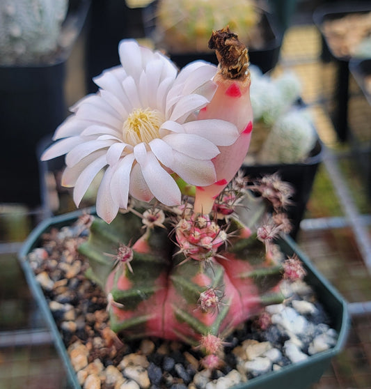 Gymnocalycium mihanovichii variegata (15 seeds)