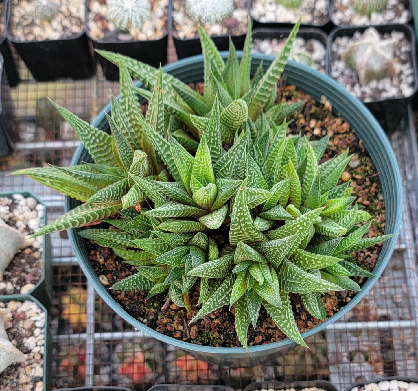 Haworthia limifolia|clumps