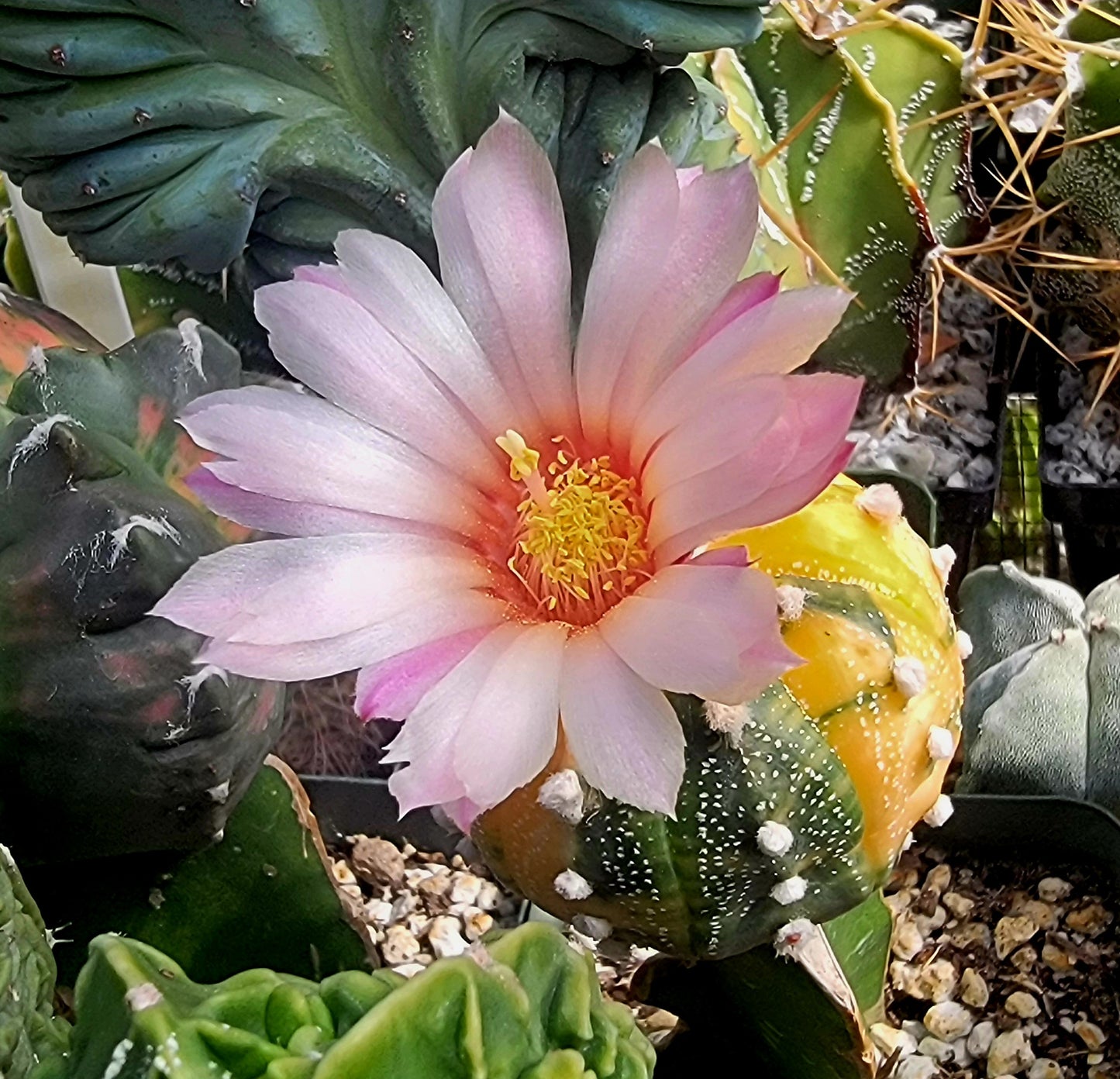 Astrophytum asterias variegata - (15 seeds)